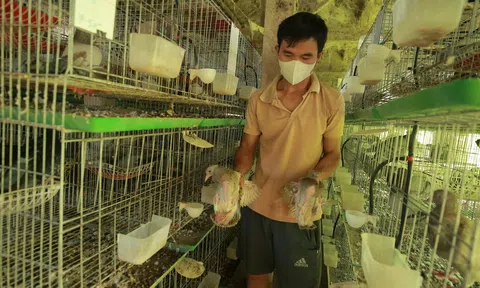 Thanh niên làm giàu từ mô hình nuôi bồ câu Titan