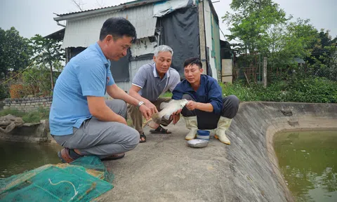 Làng ven biển khởi sắc nhờ nuôi cá vược