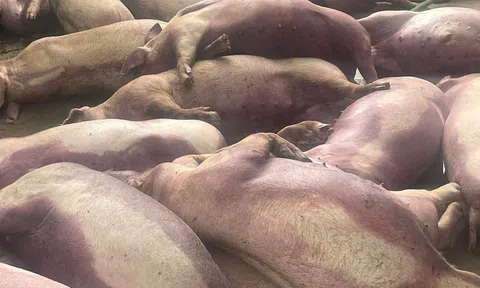 70 con lợn đến kỳ xuất chuồng bị điện giật chết, chủ trang trại lâm cảnh trắng tay, nhờ “giải cứu”