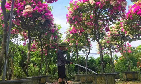 Bước “chuyển mình” của những triệu phú làng hoa, cây cảnh