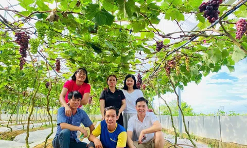 Việt kiều thuần hoá “vùng đất khó” thành vườn nho trĩu quả, hút khách thăm quan