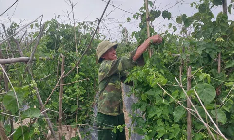 Nông dân Nghệ An đút túi tiền triệu mỗi đêm nhờ chong đèn hái hoa thiên lý