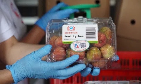 Hơn 200 tấn quả vải tươi của Việt Nam được một siêu thị lớn tại Australia tiêu thụ