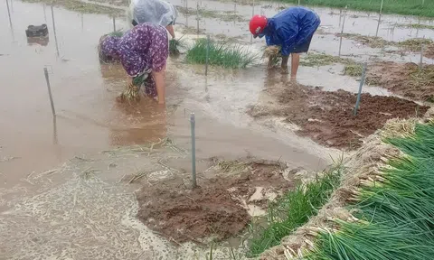 Nông dân Nghệ An thu hoạch rau màu chạy lũ, mong vớt vát vốn liếng