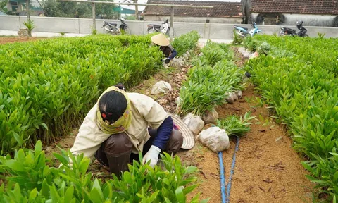 Lão nông từng bước làm giàu từ vườn ươm cây keo giống
