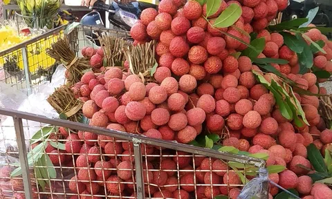 Vải thiều Việt Nam gây sốt trên bản đồ nông sản toàn cầu, xuất khẩu tăng đến 92%