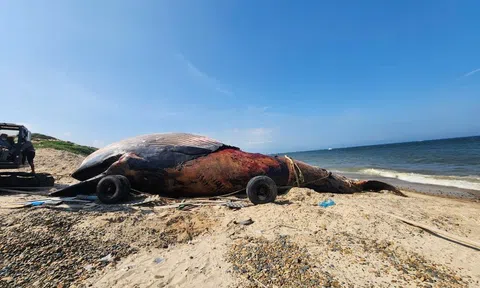 Lai dắt thành công xác cá voi nặng 7 tấn trôi dạt ở biển Lâm Đồng vào đất liền an táng