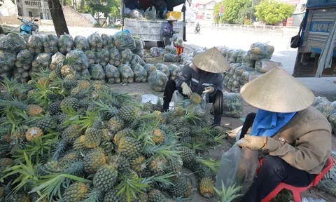 Chiến lược đưa ngành dứa Việt Nam vươn tới xuất khẩu tỷ USD