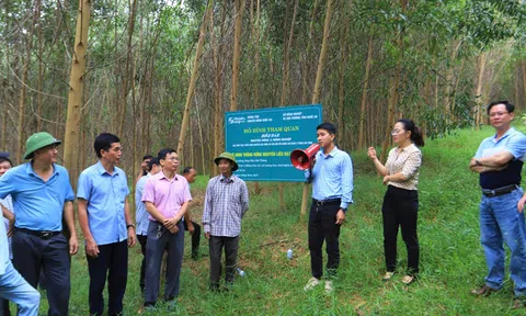 Định hướng phát triển vùng nguyên liệu rừng gỗ lớn gắn với chứng chỉ quản lý rừng bền vững tại Nghệ An