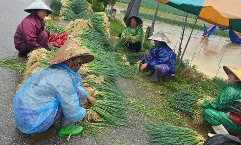 Mưa lớn gây ngập úng, nông dân Nghệ An vội thu hoạch rau màu