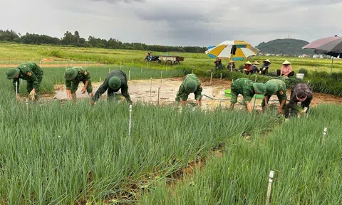 Nghệ An: Bộ đội, thương lái chung tay “giải cứu” rau ngập úng giúp nông dân