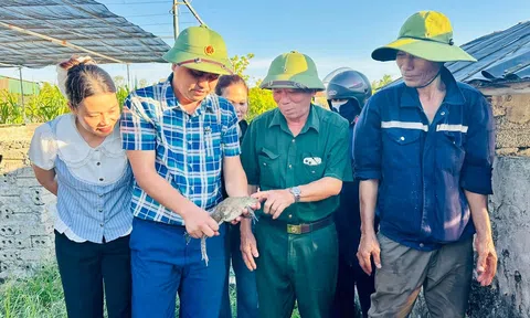Lão nông biến đất trũng thành “mỏ vàng” nhờ nuôi ếch Thái trong bể xi măng
