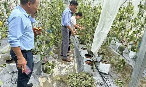 Hàng chục tấn dưa lưới đang cho thu hoạch bị mất trắng sau bão số 5