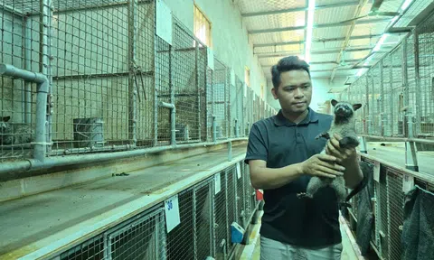 Thanh niên bỏ túi tiền tỷ mỗi năm nhờ nuôi loài vật hoang dã