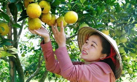 Bắc Trung Bộ nỗ lực phục hồi từ gốc vùng trồng cam, bưởi đặc sản
