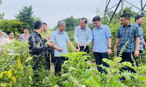 Tỉnh Nghệ An công nhận “Điểm tham quan, trải nghiệm du lịch nông nghiệp Dược liệu Pù Mát”