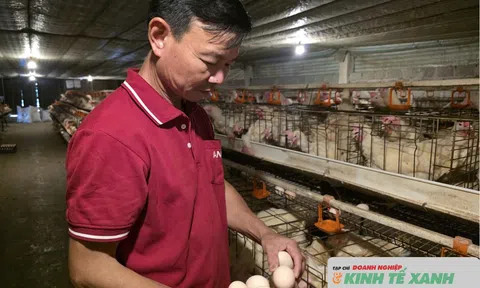 Lão nông nuôi gà đẻ trứng trong chuồng lạnh, mỗi năm thu về hàng chục tỷ đồng