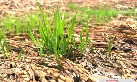 Lúa chưa thu hoạch đã nảy mầm xanh, nông dân xứ Nghệ lâm cảnh trắng tay vì mất mùa