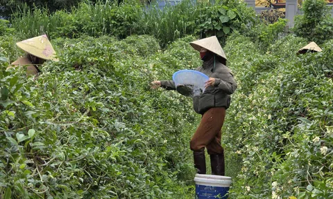 Làng quê khởi sắc nhờ trồng cây dược liệu quý