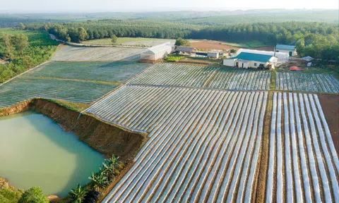 Quảng Trị: Khuyến khích phát triển cây dược liệu gắn với chương trình OCOP