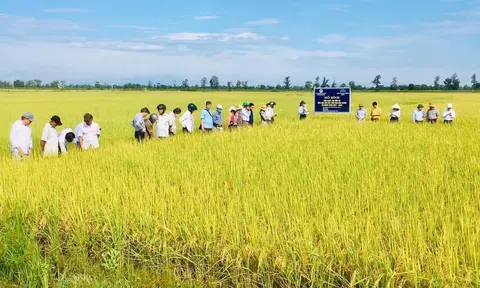 Quảng Trị: Tốc độ tăng trưởng Nông, lâm ngư nghiệp 7 tháng đầu năm giảm 4,38%