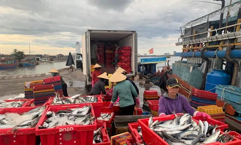 Ngư dân Quảng Bình trúng đậm mẻ cá nục 250 tấn