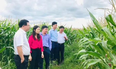 Tận dụng đất thiếu nước trồng ngô sinh khối nông dân Quảng Trị lãi 25 triệu đồng/ha