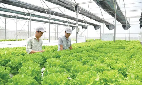 Quảng Trị: Hợp tác xã nông sản sạch Đông Triều áp dụng khoa học công nghệ vào sản xuất nông nghiệp