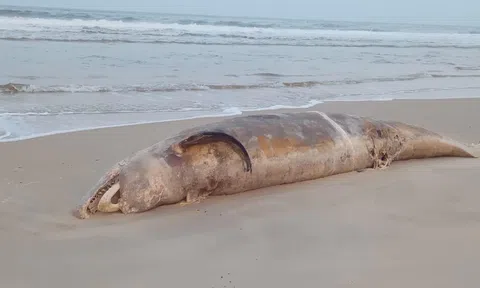 Xác cá voi dài 5m dạt vào bờ biển Quảng Trị