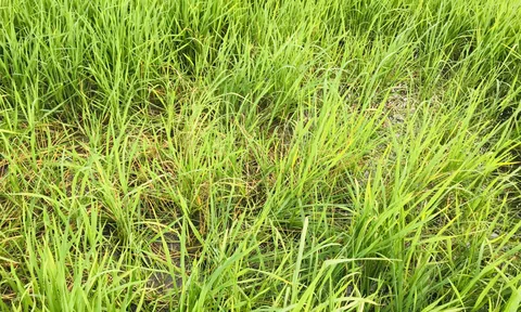 Quảng Trị: Hàng trăm ha lúa vụ Đông – Xuân bị hư hại do bệnh đạo ôn và chuột phá hoại