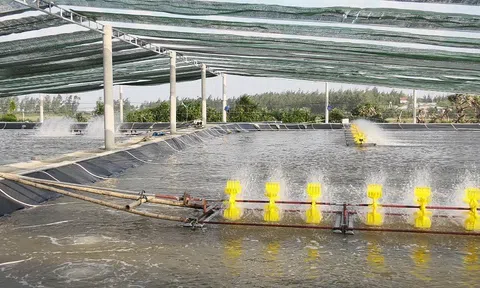 Quảng Trị: Hàng trăm ha nuôi tôm không thể bơm nước, vào giống theo đúng lịch thời vụ