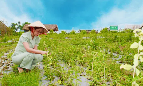 Quảng Trị: Huyện Cam Lộ nỗ lực phát triển thành trung tâm dược liệu