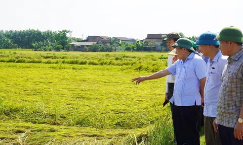 Hơn 3.000 ha lúa Đông - Xuân ở Quảng Trị ngã rạp do dông lốc, mưa đá