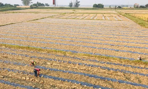 Quảng Trị: Nhiều mô hình nông nghiệp mang lại hiệu quả kinh tế gấp 2 – 4 lần so với trồng lúa nước