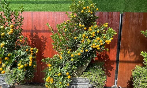 Quất cảnh Tứ Liên – Hà Nội: Vẻ đẹp phong thủy ngày Tết