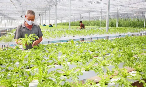 Hà Nội: Tiếp tục đầu tư phát triển nông nghiệp, gieo trồng hơn 17.206 ha rau màu vụ Xuân