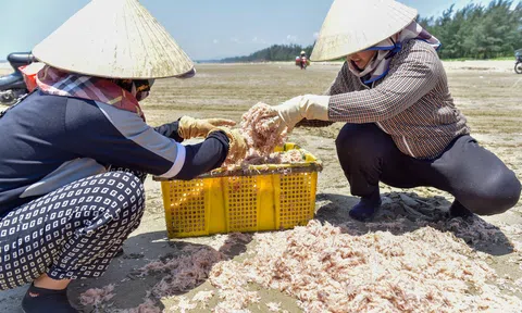 Thanh Hoá vào mùa ruốc, ngư dân thu tiền triệu mỗi ngày
