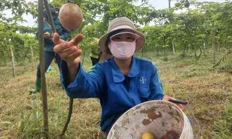 Chàng trai miền núi khiến đất cằn “nhả vàng”