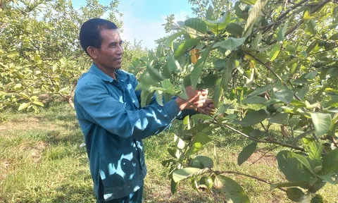 Chàng trai kiếm nửa tỷ mỗi năm nhờ phát triển mô hình kinh tế tổng hợp