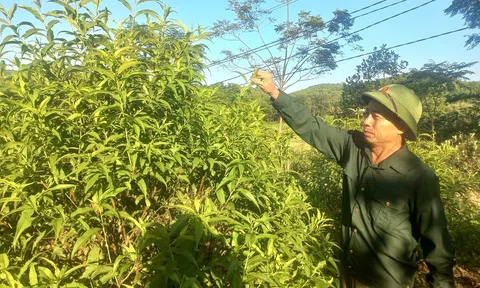 Thanh Hóa: Cựu chiến binh miệt mài vượt khó với mô hình kinh tế hộ gia đình