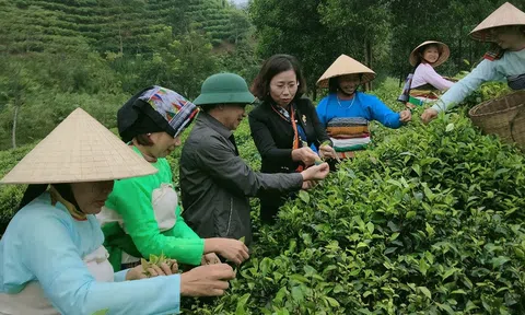 Thanh Hóa: Sản xuất chè theo hướng VietGap gắn với du lịch cộng đồng