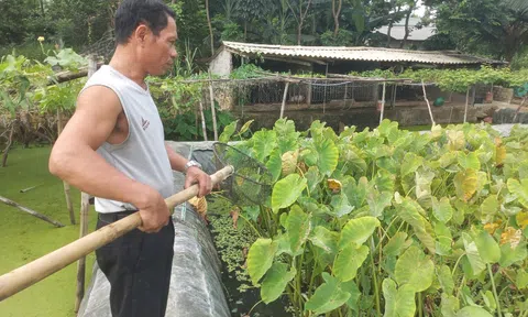 Thanh Hóa: Thu trăm triệu đồng mỗi năm nhờ nuôi ốc nhồi