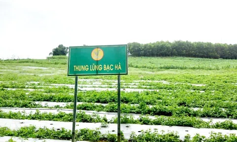 Cây dược liệu: Đòn bẩy kinh tế vùng cao