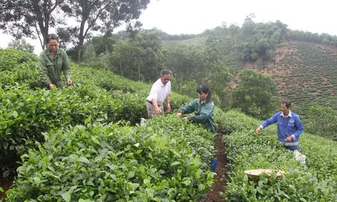 Phát huy vai trò kinh tế hợp tác xã trong chuyển dịch cơ cấu cây trồng, vật nuôi tại miền núi