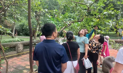 Độc đáo cây ổi biết “cười” tại khu di tích Lam Kinh