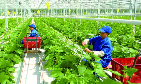 Sản xuất nông nghiệp tại Thanh Hóa tăng trưởng cao