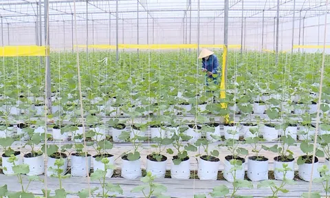 Tích tụ đất, phát triển nông nghiệp công nghệ cao tại Thanh Hóa