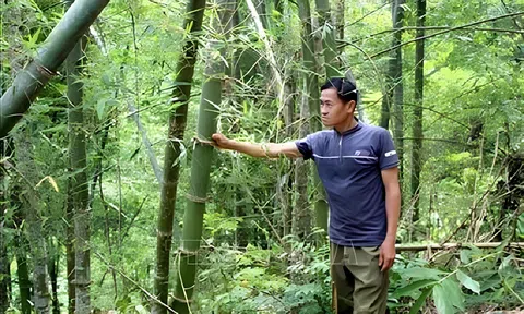 Nằm giữa vùng nguyên liệu nhưng doanh nghiệp chế biến vẫn kêu thiếu