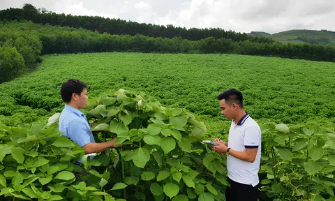 Thanh Hóa: Người dân bất lực khi cây trồng “chủ lực” chưa tìm được hướng đi