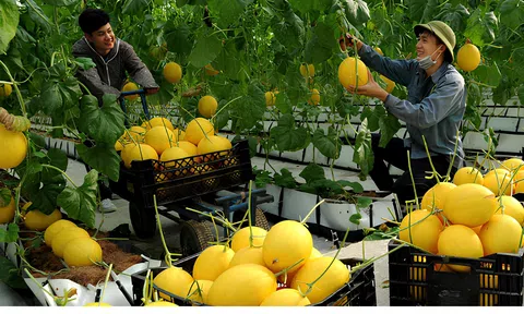 Tháo gỡ điểm “nghẽn” nâng tầm “tam nông”